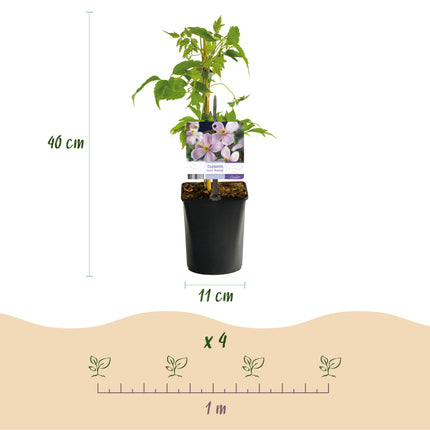 Klimplanten Rainbow - 4 planten - Clematis montana Rubens  Hedera helix lonicera Goldflame Campsis madame Galen   - Jaarrond kleur - Pot 11cm Hoogte 40cm