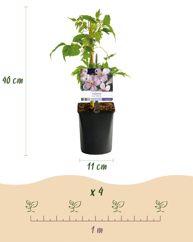 Klimplanten Rainbow - 4 planten - Clematis montana Rubens  Hedera helix lonicera Goldflame Campsis madame Galen   - Jaarrond kleur - Pot 11cm Hoogte 40cm