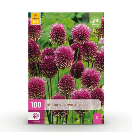 Bloembollen - Allium Sphaerocephalon - Kleur Paars - 100 stuks - Bolmaat 5/6 - XXL Pack