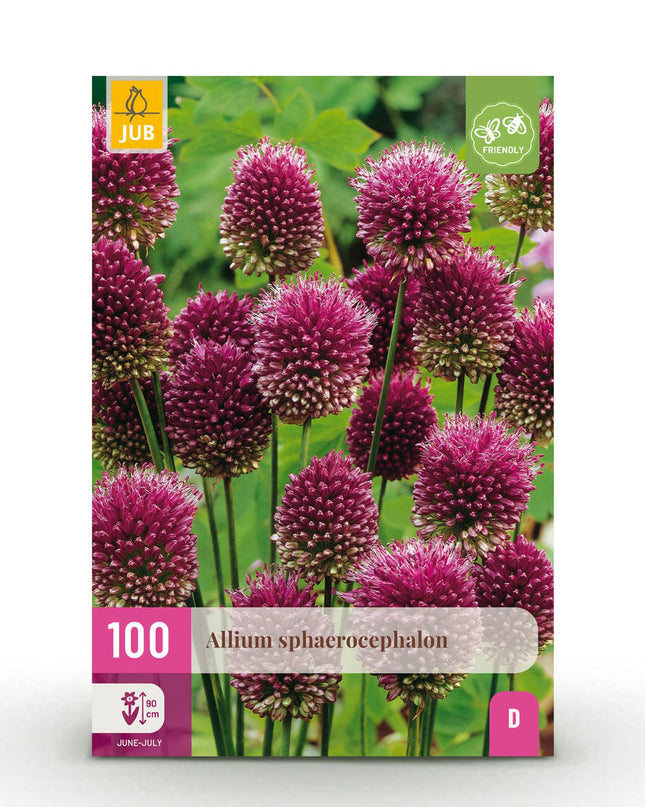 Bloembollen - Allium Sphaerocephalon - Kleur Paars - 100 stuks - Bolmaat 5/6 - XXL Pack
