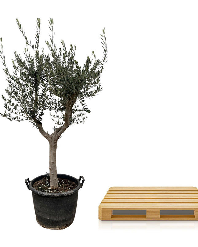 Olea Europaea Cultivo - 230cm- Ø45