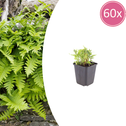 60x Polypodium vulgare - ↕10-25cm - Ø9cm