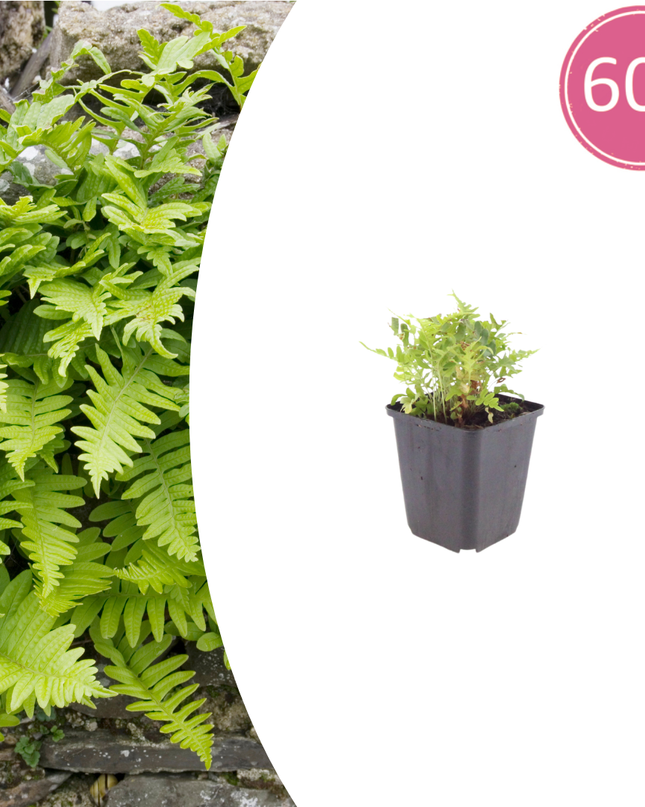 60x Polypodium vulgare - ↕10-25cm - Ø9cm