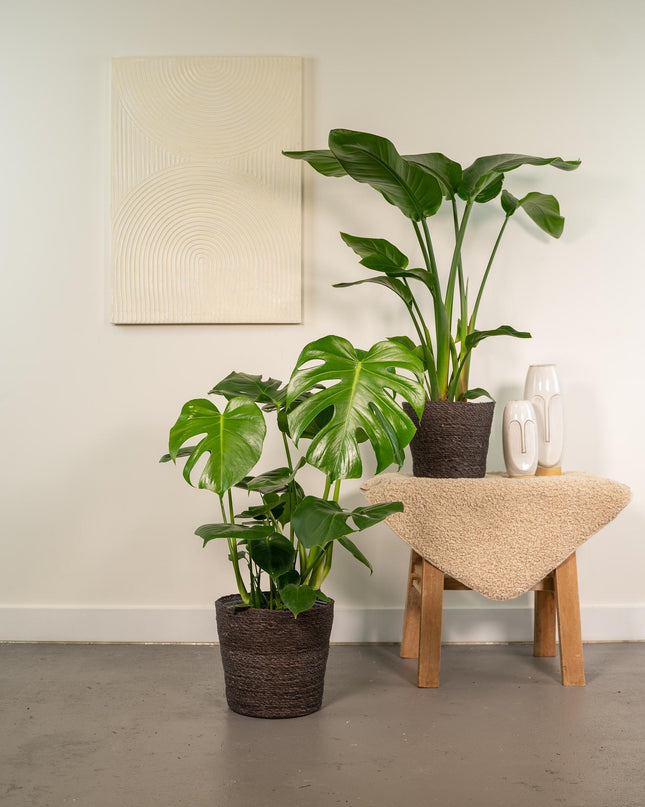 Strelitzia Nicolai - Ø19cm - ↕85cm + Monstera Deliciosa - Ø21cm - ↕75cm - 2 planten