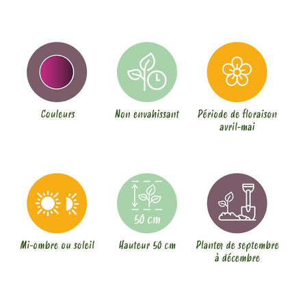 Bloembollen - Tulp Triumph Purple - Kleur Paars - 15 stuks - Bolmaat 11/12 - XXL Pack