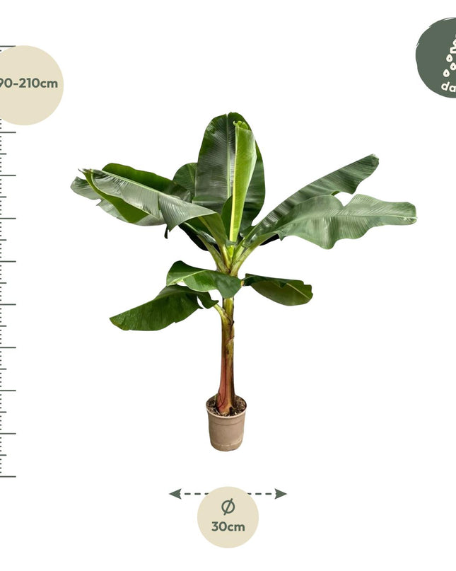 Bananenplant (Musa) - ↕ 200 cm - ø30