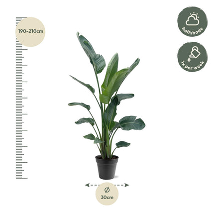 Strelitzia Nicolai XXL - 190 - 225 cm - ø27-ø30