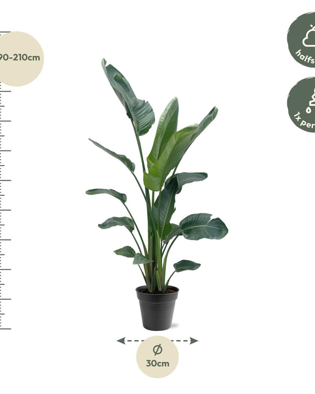 Strelitzia Nicolai XXL - 190 - 225 cm - ø27-ø30