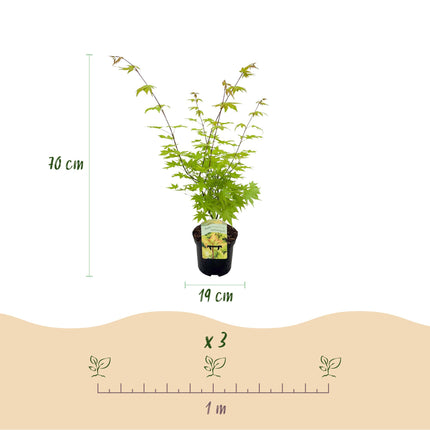 Japanse Esdoorn - Acer palmatum Summergold - Geel - 2 stuks - Pot 19cm Hoogte 70cm