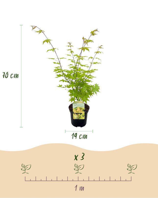 Acero giapponese - Acer palmatum Summergold - Giallo - 2 pezzi - Vaso 19 cm Altezza 70 cm