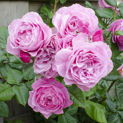 Rosa Crazy in love 'Pink' - Roze Roos - Ø15cm - ↕65cm
