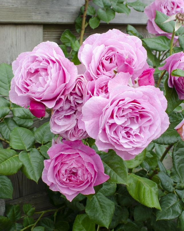 Rosa Crazy in love 'Pink' - Roze Roos - Ø15cm - ↕65cm