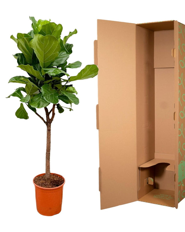 Ficus Lyrata árbol - 180cm - ⌀30