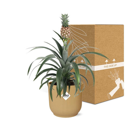 Ananas Mi Amigo incl. pot ELHO Vibes Fold 14cm geel