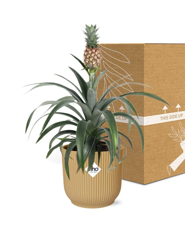 Ananas Mi Amigo incl. pot ELHO Vibes Fold 14cm geel