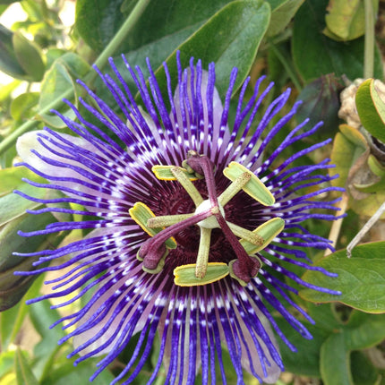 Passiflora Paars 'Purple Haze' - Ø15cm - ↕65cm