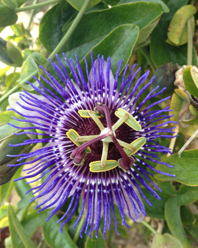 Passiflora Paars 'Purple Haze' - Ø15cm - ↕65cm