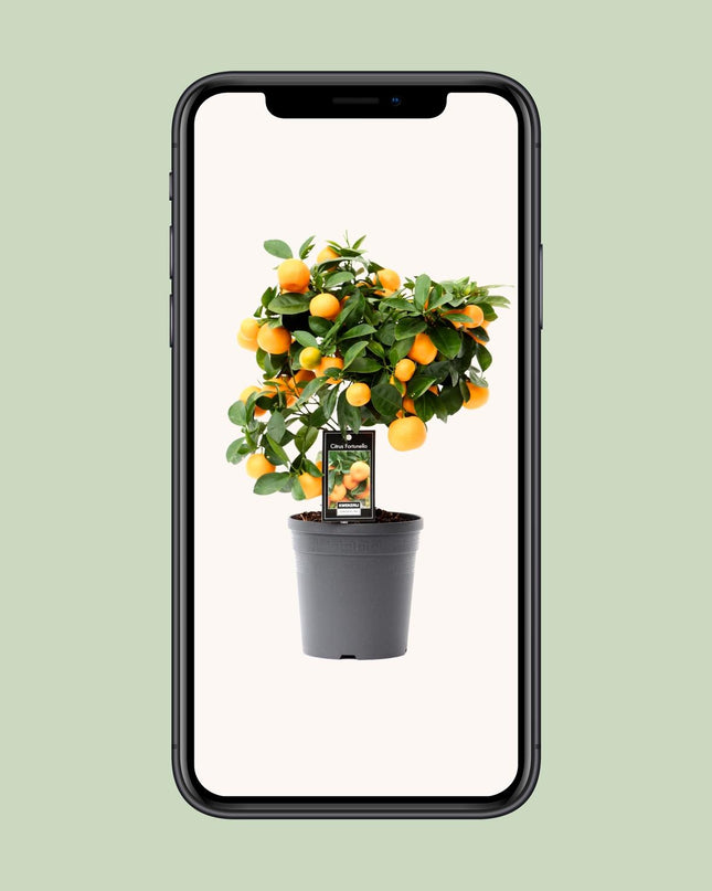 Citrus Calamondin - Ø15cm - ↕40cm