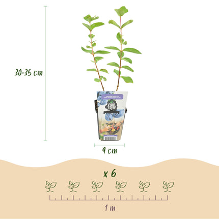 Honeyberry Fruit Plants - 6 Plants - Lonicera caerulea Kamtschatica - Hardy in Winter - Pot 9 cm - Blue Berry