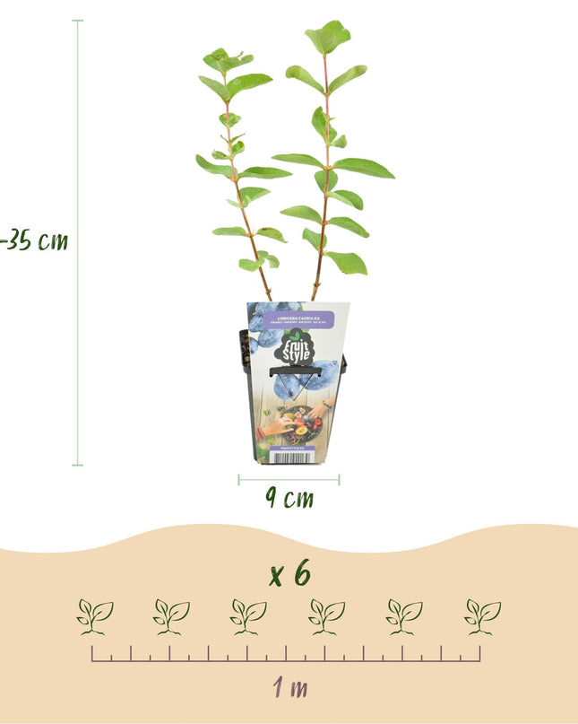 Honeyberry Fruit Plants - 6 Plants - Lonicera caerulea Kamtschatica - Hardy in Winter - Pot 9 cm - Blue Berry