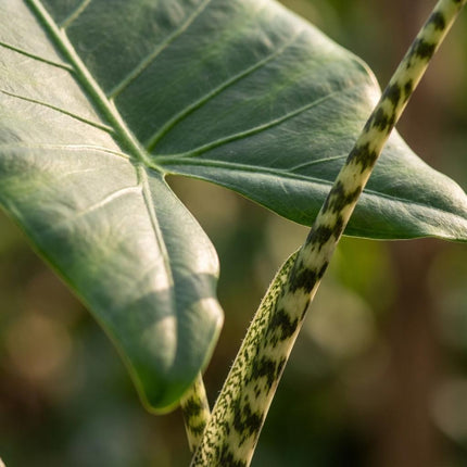 Alocasia Zebrina - Ø 21 cm - Altezza: 70 - 75 cm