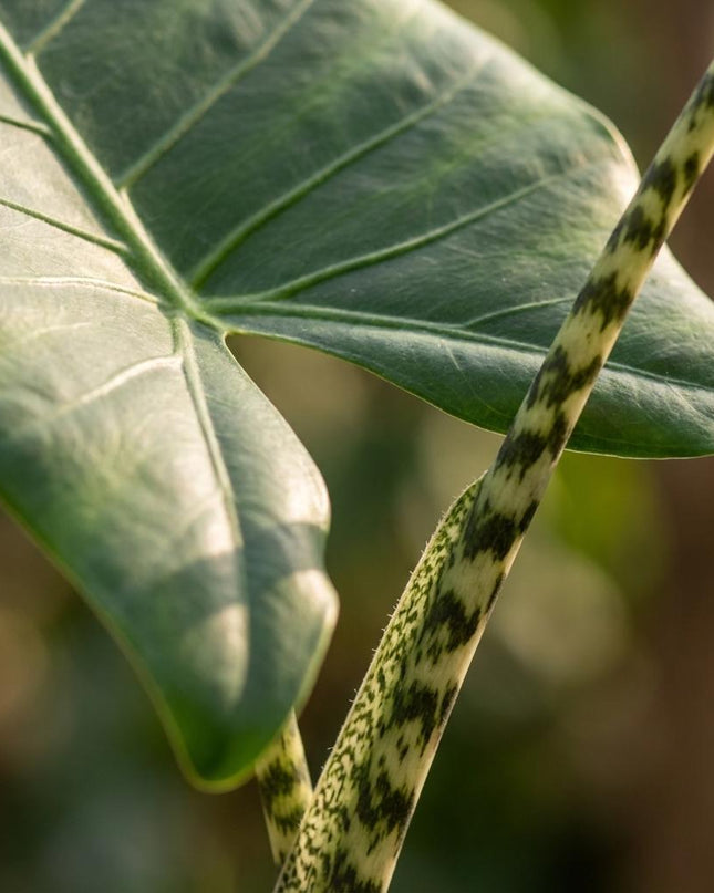 Alocasia Zebrina - Ø 21 cm - Altezza: 70 - 75 cm