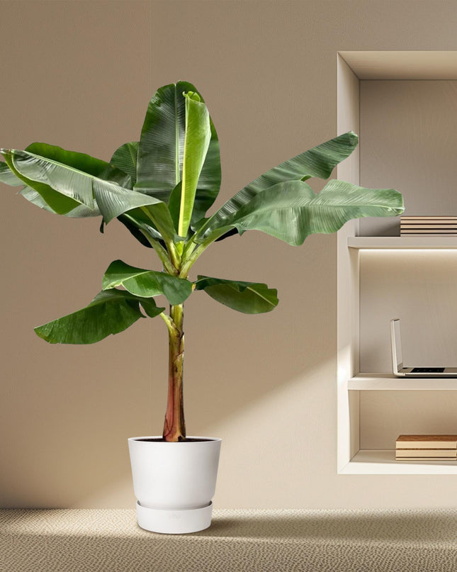 Bananenplant (Musa) - ↕ 200 cm - ø30