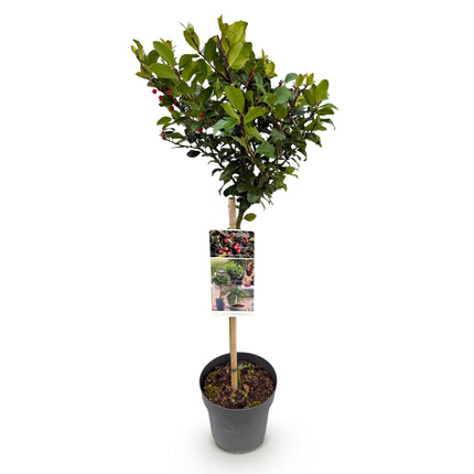 Ilex meserveae Blue Maid - Bladhoudend - Winterhard - Rode Bes - Pot 19cm Hoogte 90cm