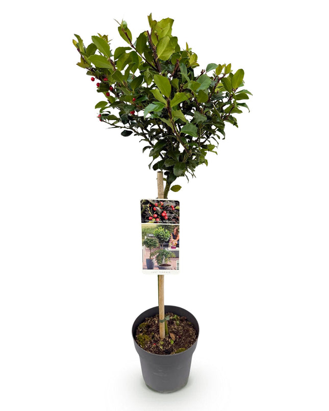 Ilex meserveae Blue Maid - Sempreverde - Resistente al freddo - Bacca rossa - Vaso 19cm Altezza 90cm