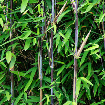 Bambú - Fargesia nitida Black Dragon - Bambú No Invasivo - Perenne - Verde - 2 Plantas - Maceta 23 cm - Altura 80 cm