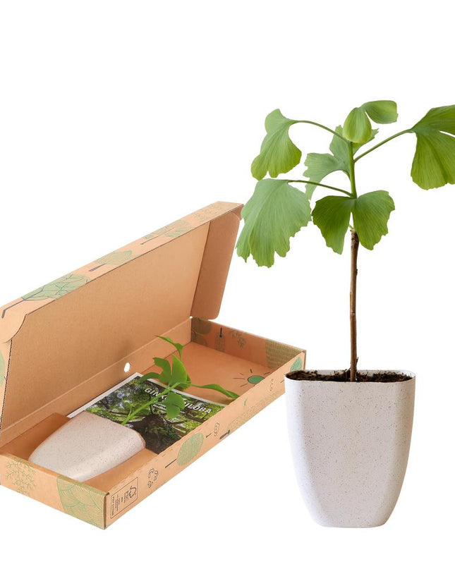 Levensboom - Brievenbuscadeau