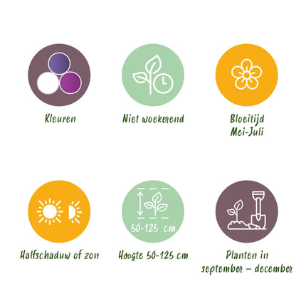 Bloembollen - Bulb Garden Allium mix - Diversen Kleuren - 80 stuks - Gift Verpakking