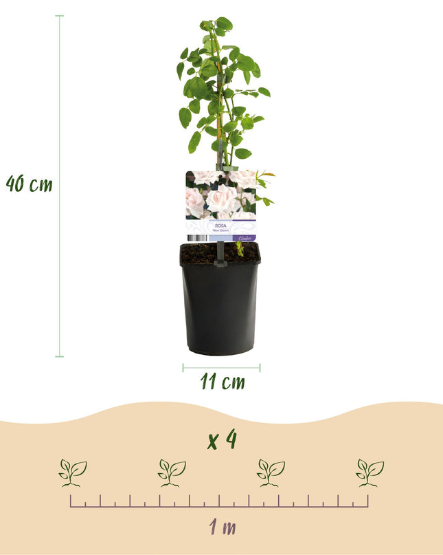 Klimroos Rosa Tricolour - 3 planten - Bloemen Roze Wit Rood - Weinig onderhoud - Pot 11cm Hoogte 40cm