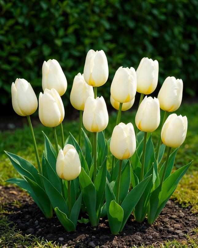 Bloembollen - Tulp Triumph White - Kleur Wit - 15 stuks - Bolmaat 11/12 - XXL Pack