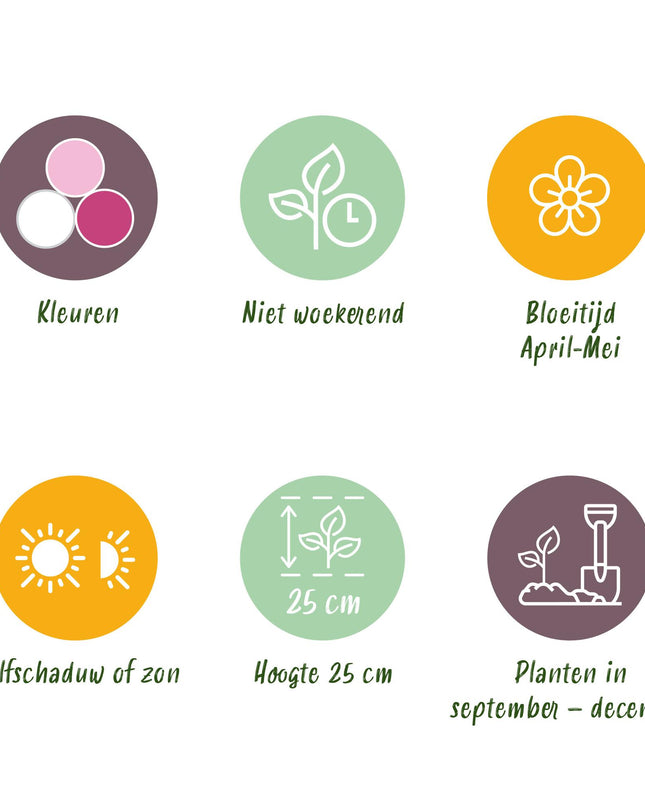 Bloembollen - Hyacinth Pastel mix - Diversen Pastel Kleuren - 10 stuks - Bolmaat 14/15 - XXL Pack