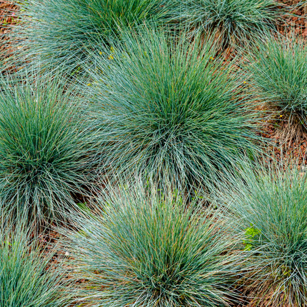 48x Festuca gautieri - ↕10-25cm - Ø9cm