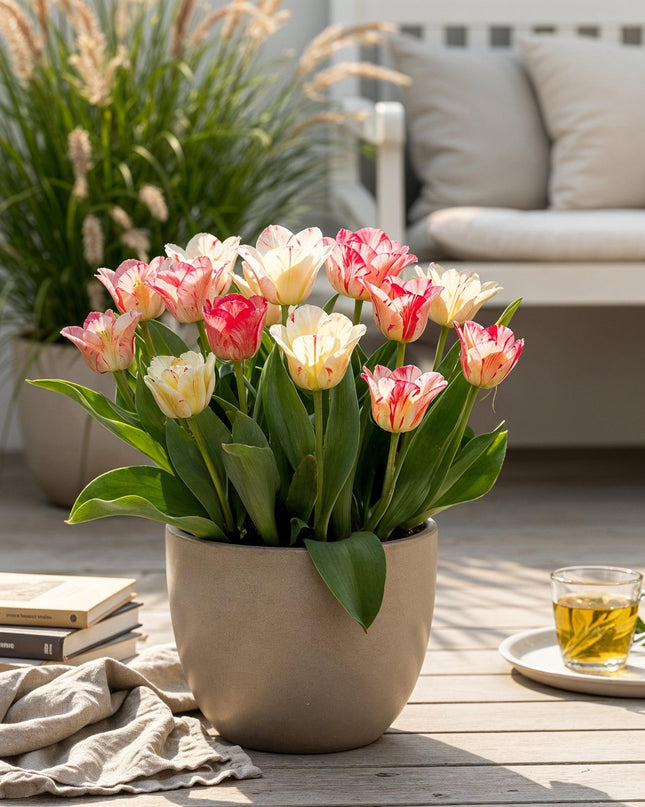 Bloembollen - Tulp Hemisphere mix - Diversen Kleuren - 12 stuks - Bolmaat 11/12 - XXL Pack