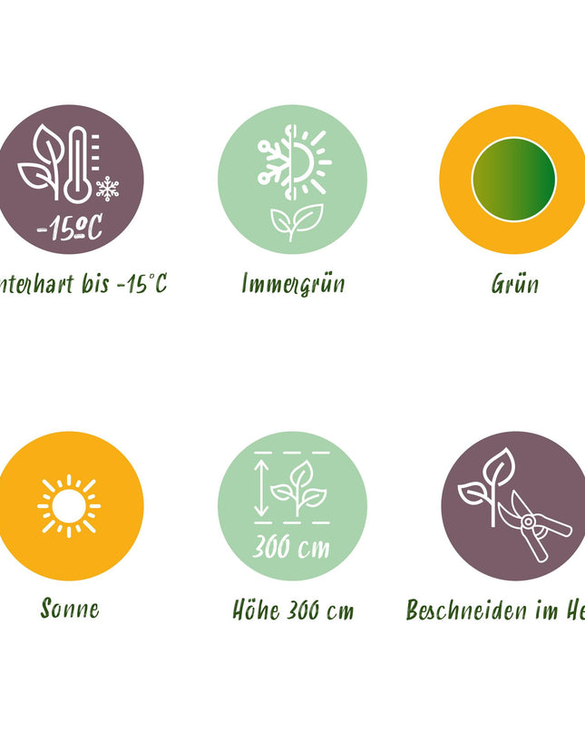 Bananen plant - Musa Basjoo - Winterhard - 6 planten - Pot 17cm Hoogte 40cm