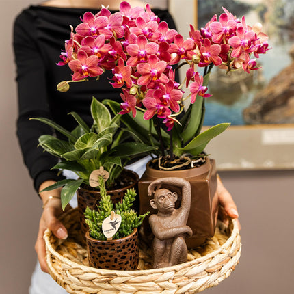 Orchidee | rote Phalaenopsis-Orchidee Topfgröße Ø9cm | Kongo | blühende Zimmerpflanze - frisch vom Züchter