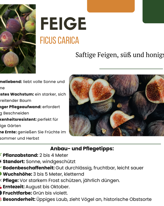 Alberi di fichi BIO - 6 pezzi - Ø 13 cm - ↨ 20 cm