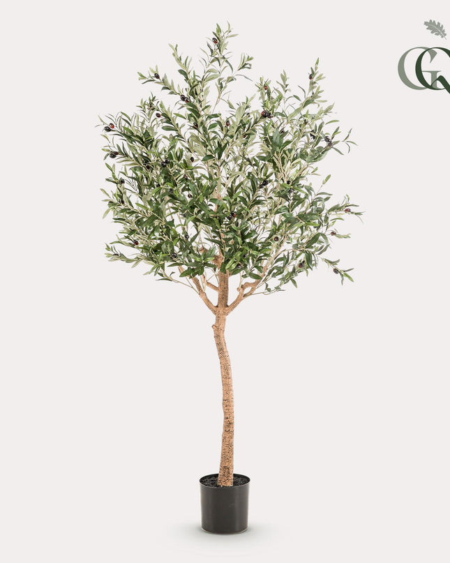Kunst Olijfboom -  Olea europaea - Olijfboom - ↕ 180 cm