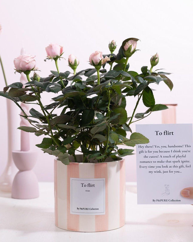 Rosa Light Pink Gift "To Flirt" met wenskaart - Ø12cm - ↕30cm