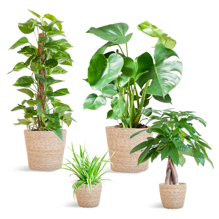 Plantenbox Easy care - 4 planten - incl. mand zeegras