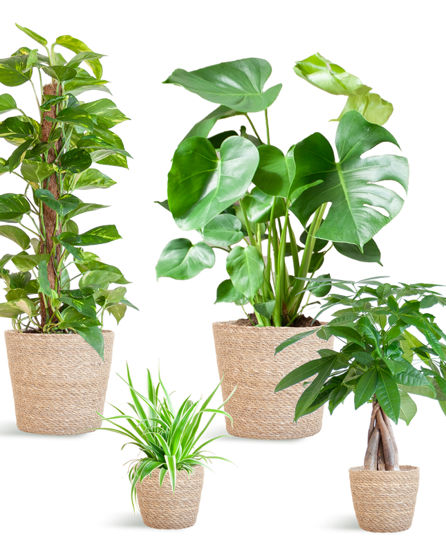 Plantenbox Easy care - 4 planten - incl. mand zeegras