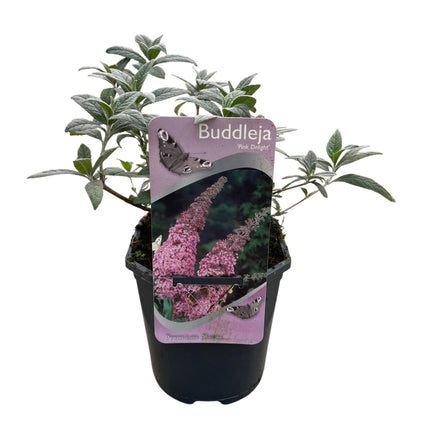 Vlinderstruik - Buddleja davidii Pink Delight - Bloem Roze - 1 Plant - Bladverliezend - Vlinderlokkend -  Pot 17cm Hoogte 25cm