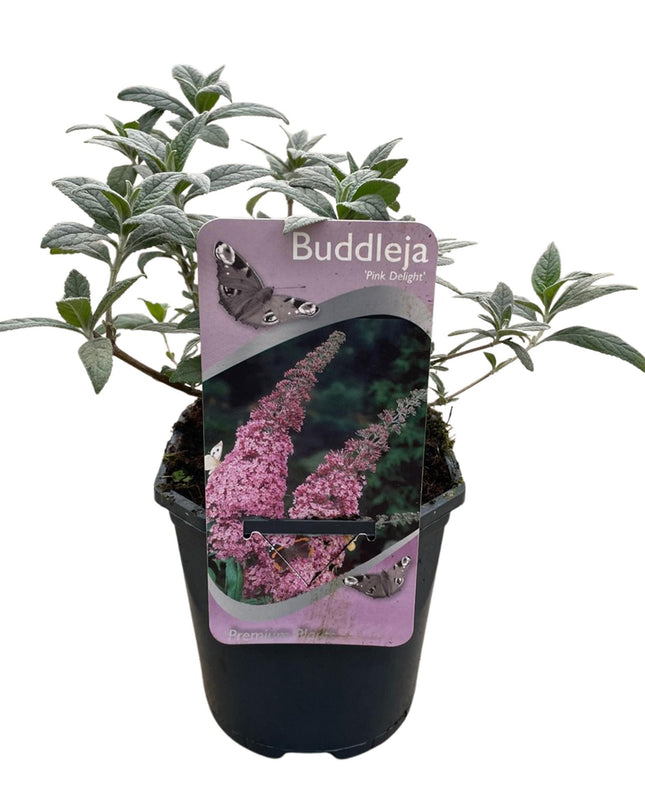 Vlinderstruik - Buddleja davidii Pink Delight - Bloem Roze - 1 Plant - Bladverliezend - Vlinderlokkend -  Pot 17cm Hoogte 25cm