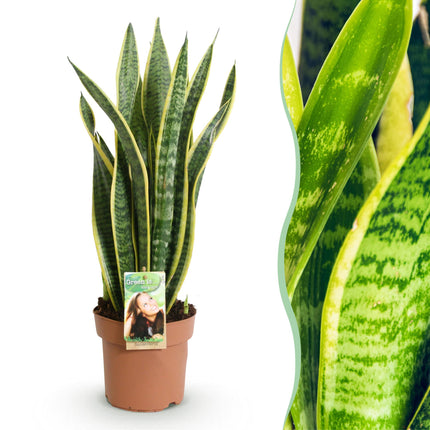 Langue de belle-mère - Sansevieria Laurentii - Pot 17 cm - Hauteur 60-70 cm