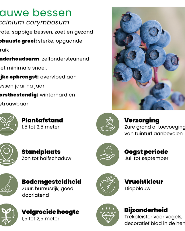 Mix di piante da frutto BIO 3 pezzi - Lampone/ Mirtillo/ Mora