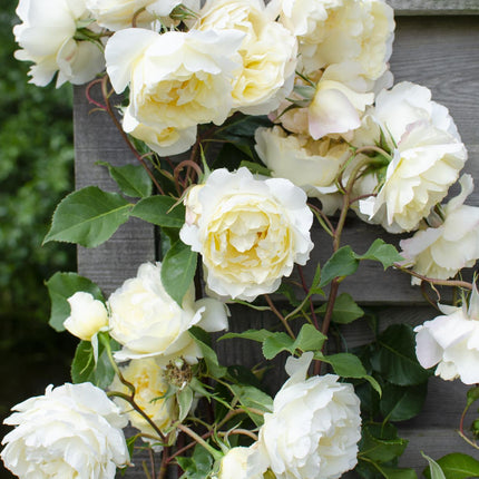 Rosa Crazy in love 'Vanilla' - Creme Roos - Ø15cm - ↕65cm