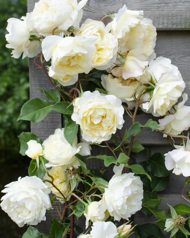 Rosa Crazy in love 'Vanilla' - Creme Roos - Ø15cm - ↕65cm